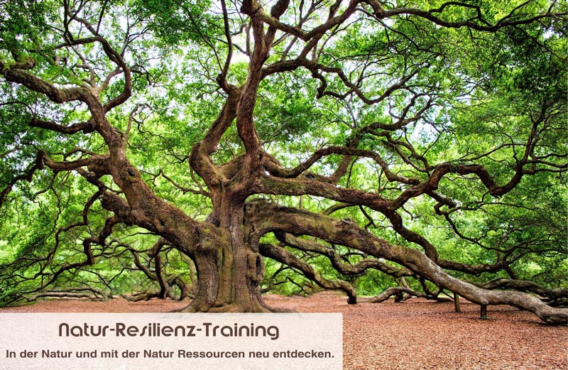 Natur und Resilienz Training